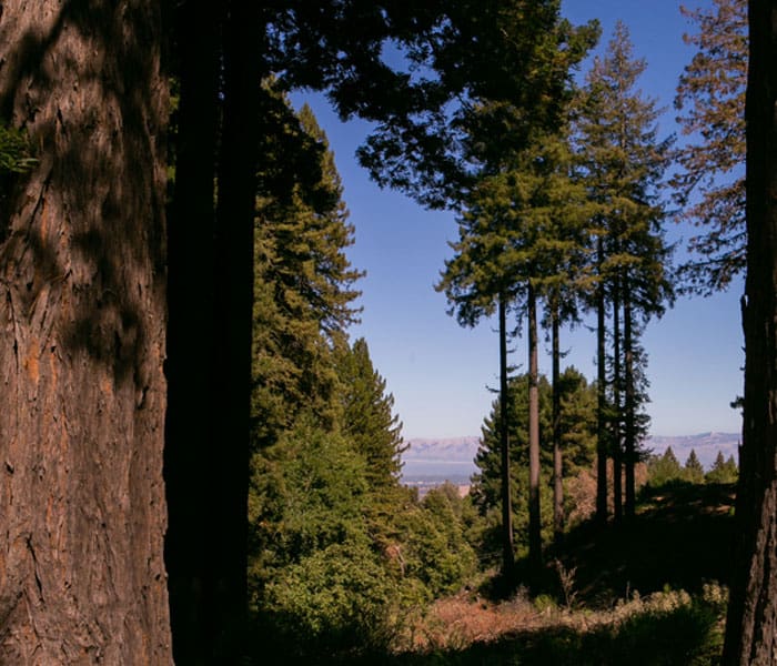 Trail through redwood trees