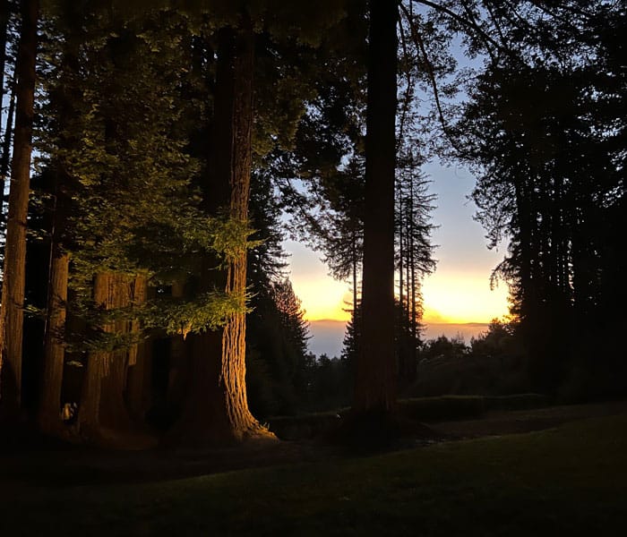 Redwoods Sunrise 2